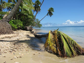 cyclone damaged trees on beach