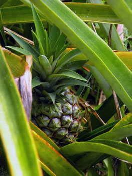 pineapple growing in field