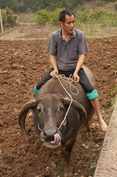 farmer with water buffalo