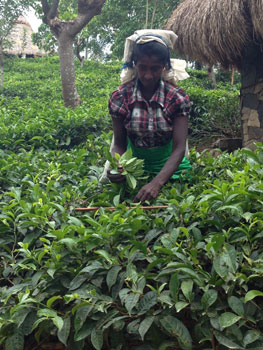 tea picker