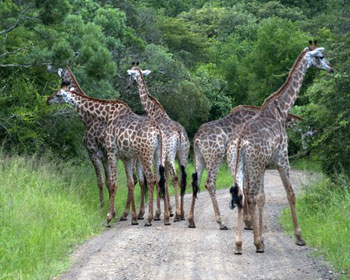giraffes seen on game drive