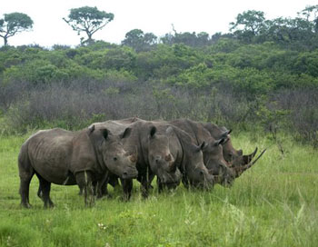 Rhino herd viewed on game drive