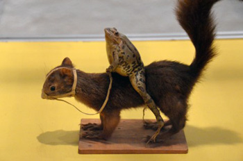 taxidermy frog riding squirrel