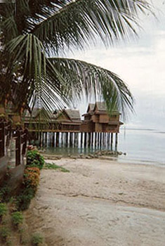 Palm trees near the beach on Langkawi
