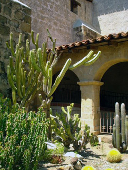 cactus in mission courtyard