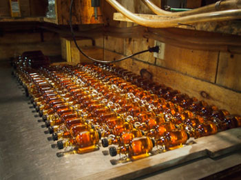 bottles of Vermont maple syrup