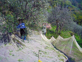 harvesting olives