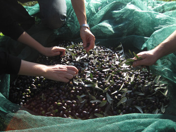 cleaning olives