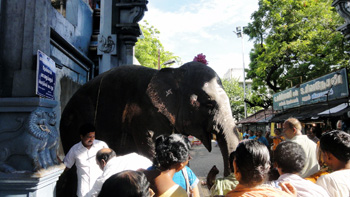 Elephant at ashram