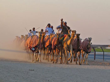 caravan of camels