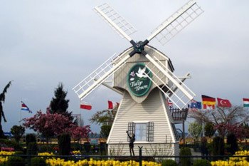 Tulip Town windmill