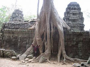 tree roots envelop temple wall