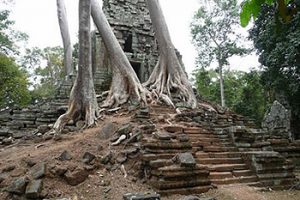 tree growing on Cambodian temple