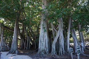 Banyen trees in Edison yard