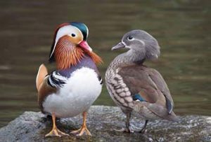 Mandarin ducks