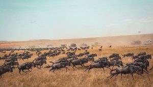 tanzania safari game drive