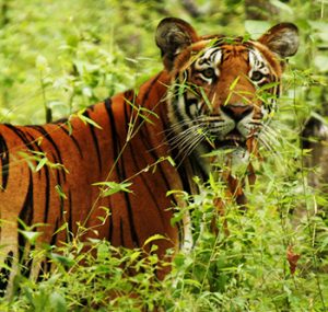 Chitwan park tiger