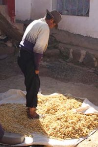 Uros man crushing wheat