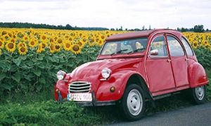 Citroen 2CV in sunflowers