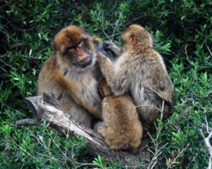 Barbary apes in Gibralter