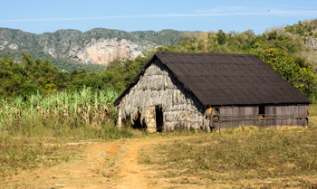 tobacco farm in Viñales, Cuba