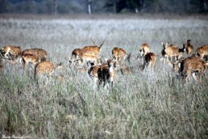 Herd of deer at Dhikala