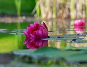 water lily