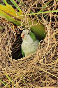 green monk parakeet