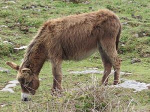 long hair donkey