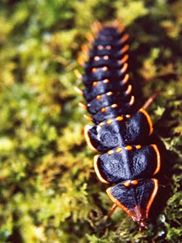 Trilobite beetle larva