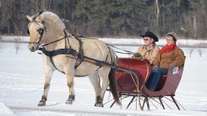 christmas horse and sleigh