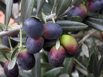 olives ripening