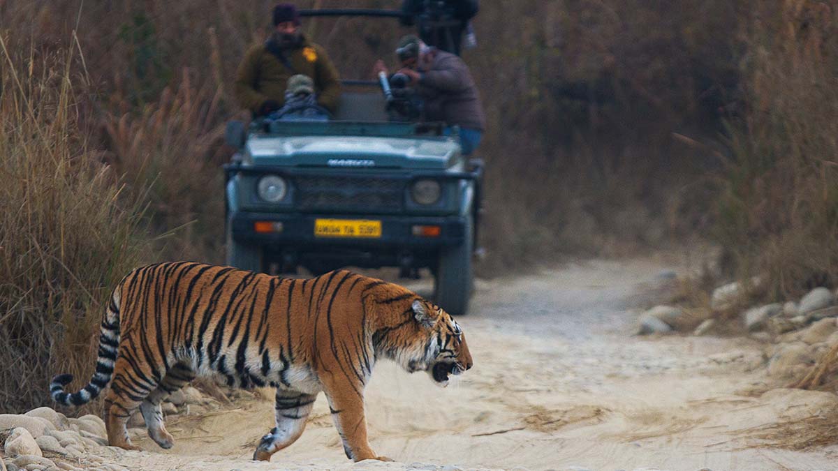 Remembered Moments at Jim Corbett National Park