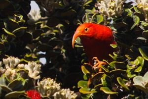 'I'iwi