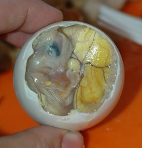 Balut egg