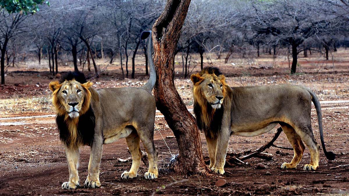 Gujarat lions in Gir National Park