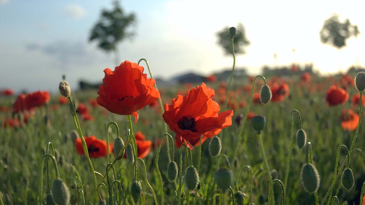 Field of Poppies in Flanders, Belgium