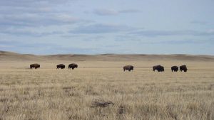 Bison in Grasslands National Park, Saskatchewan