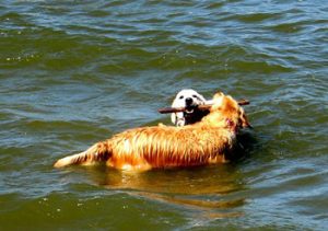 dogs in water in the Ijmeer