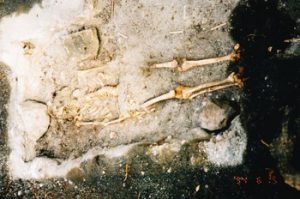 human skeleton in old cemetery