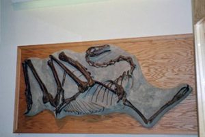 dinosaur bones in Tate Geological Museum