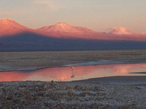 flamingos in Atacama salt lake