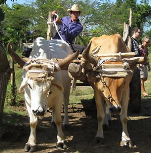 farmer on cart pulled by team of oxen