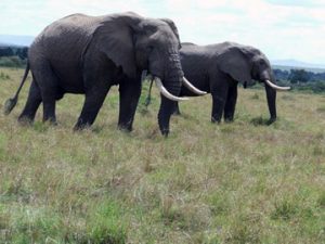 elephants in Masai Mara