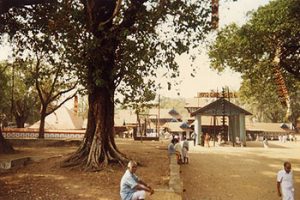 Ancient tree at temple