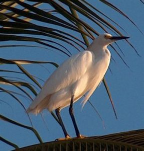 snowy egret in San Patricio Melaque