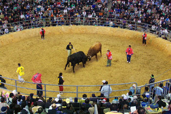 bullfight in Okinawa