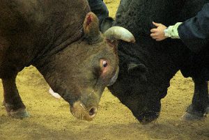 closeup of two bulls
