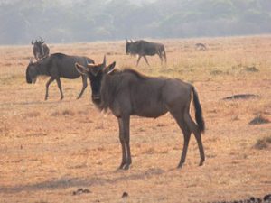 group of Wildebeest