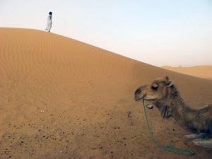 sand and camel in Sahara